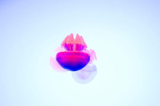 夢幻水母 水母素材 水母特寫