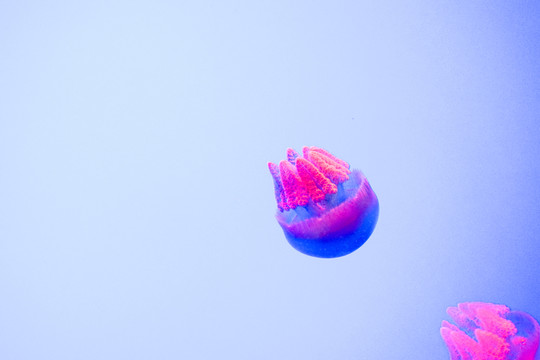 夢幻水母 水母素材 水母特寫