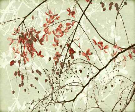 糾結(jié)的樹枝和紅花