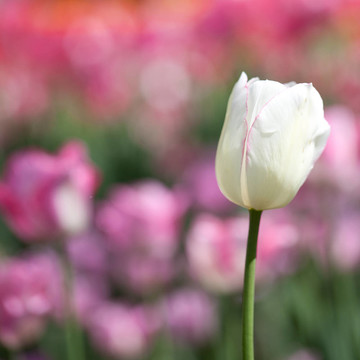 美麗的郁金香花在春天的陽光