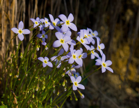 藍(lán)花草