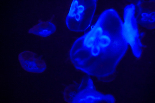 夢(mèng)幻水母 水母素材 水母特寫