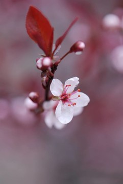 一棵開花的樹下