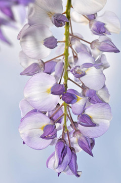 紫藤蘿花