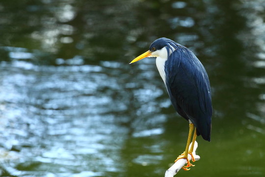 澳大利亞的鳥(niǎo)