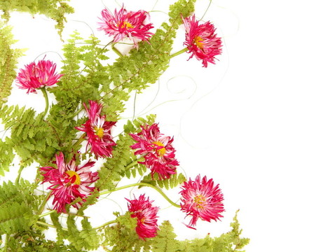 雛菊花緣