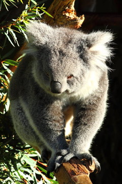 Koala在澳大利亞