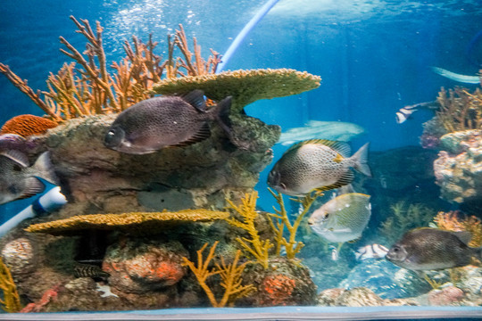 海底世界 深海魚群 珊瑚