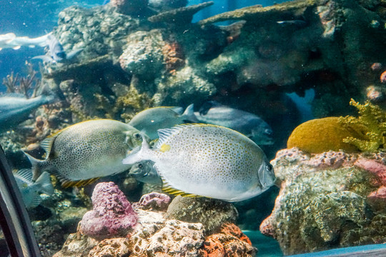 海底世界 深海魚(yú)群 珊瑚