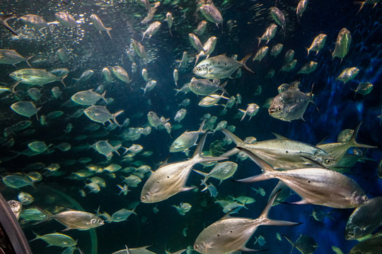 海底世界 魚群
