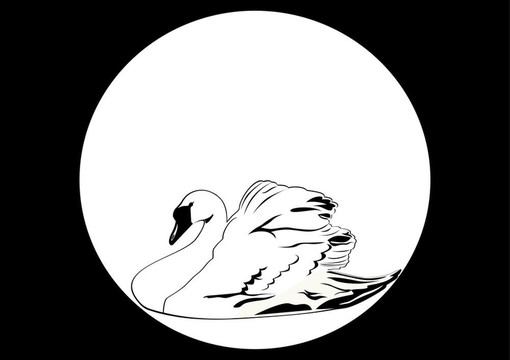 白天鵝