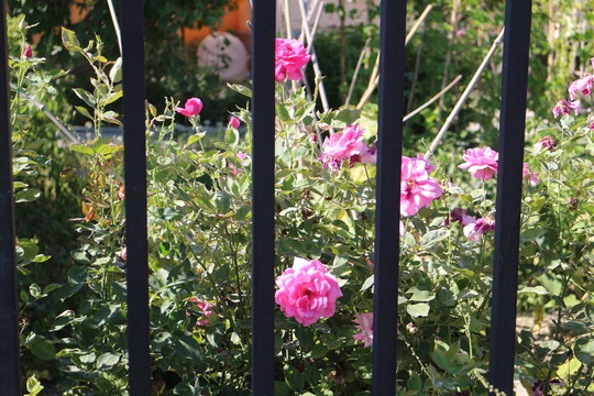 月季花