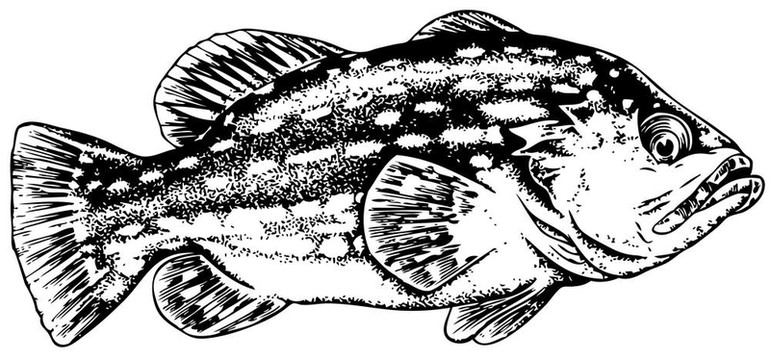 魚(yú)