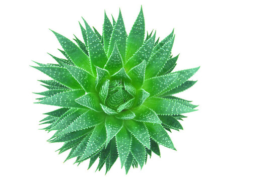俯視aloe vera
