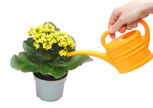 開花的植物澆水的噴壺