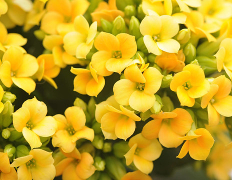 花長壽花