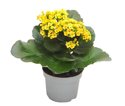 花長壽花