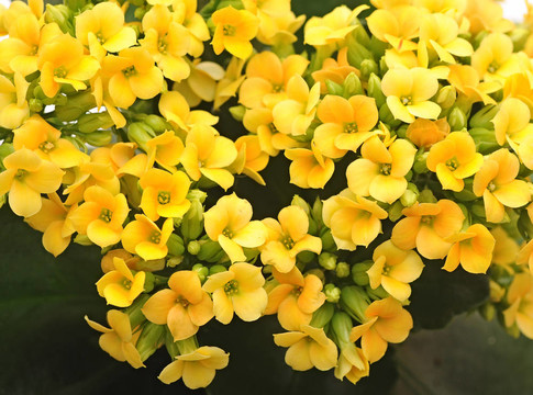 花長壽花