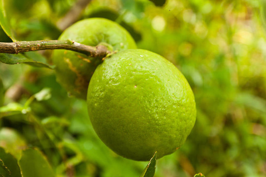 檸檬樹(shù)