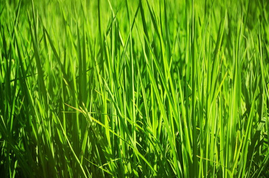水稻植株