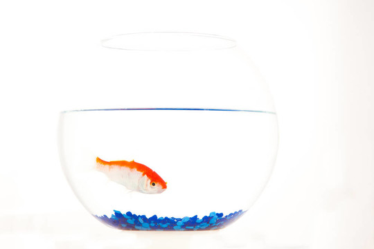 水族館中的紅與白魚