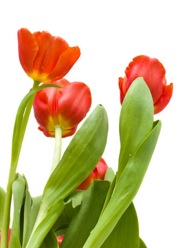 紅色郁金香花束