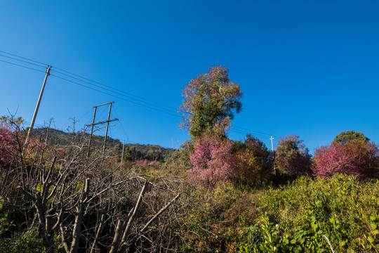云南山野冬櫻花