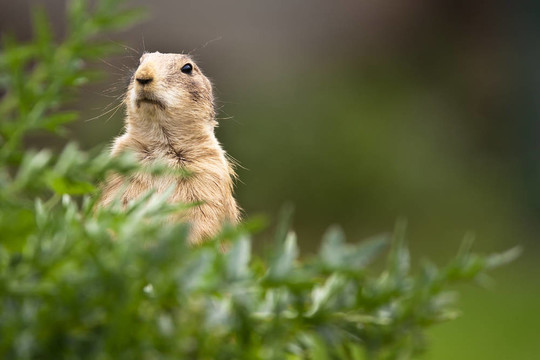非常可愛的黑尾草原犬鼠（Cynomys ludovicianus）
