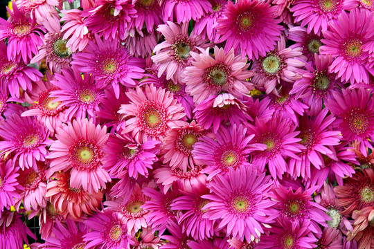 背景Gerbera flower