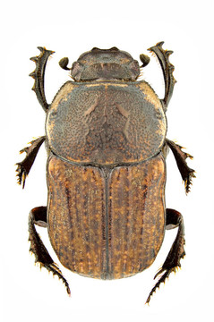 cheironitis ungaricus