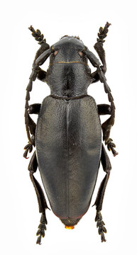carinatodorcadion屬