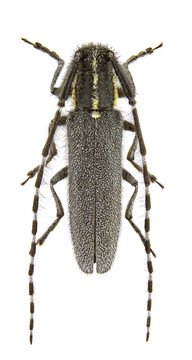 agapanthia maculicornis