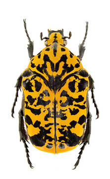 gymnetis fulgurata