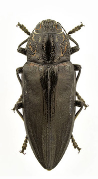 chalcophora detrita