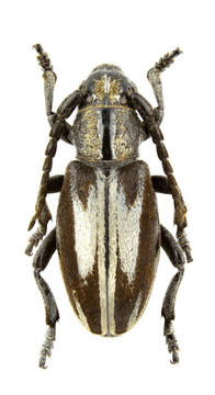 iberodorcadion perezi