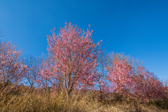 云南山野冬櫻花