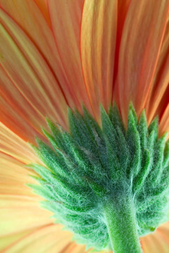 橙色非洲菊