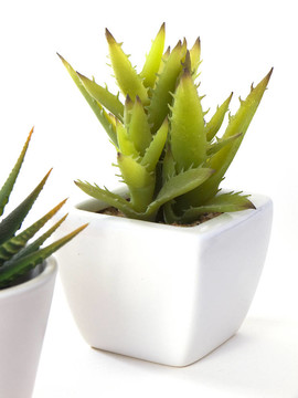 Aloe Vera在鍋里