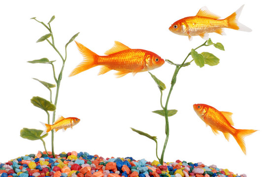 金魚池