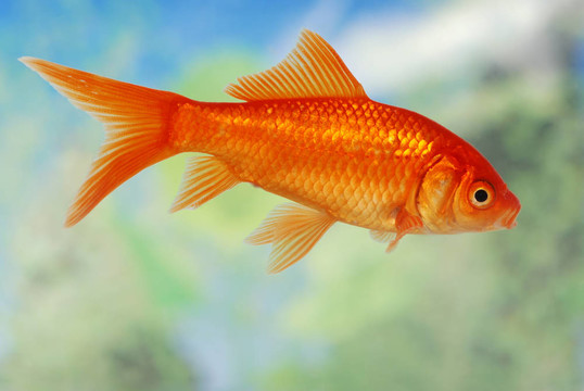 金色的魚