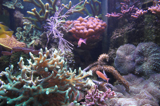 水族箱背景