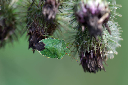 青蟲(chóng)（Eysarcoris prasina）