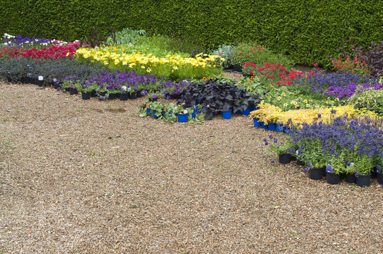 英國(guó)花壇植物