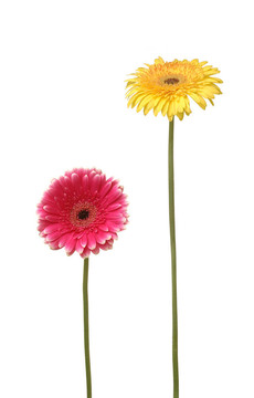 兩雛菊