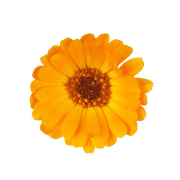 金盞花