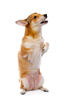 狗