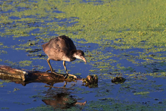 Moorhen（黑水雞）
