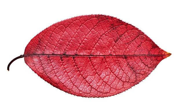 秋天的紅葉
