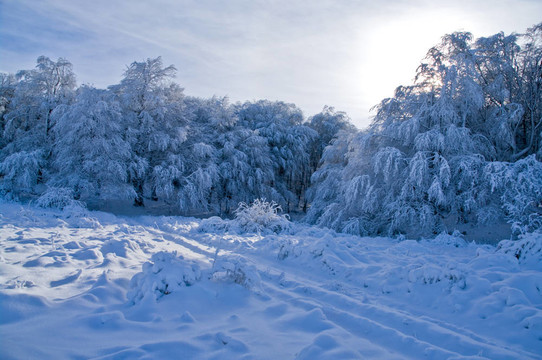 冬日山上的雪樹
