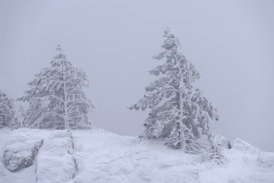 被雪覆蓋的松樹(shù)